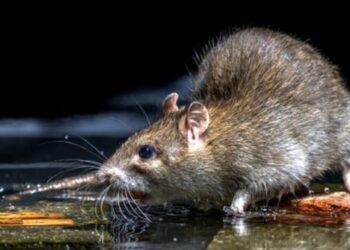 Casos se concentram em áreas com alagamentos e enchentes. Foto: Divulgação