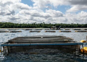 Atividade com tanques-rede no reservatório da Itaipu. Foto: William Brisida/Itaipu Binacional.