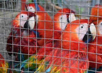 O comércio legal normaliza a fauna como produto", aponta relatório sobre crueldade à venda. Foto: Reprodução/Internet