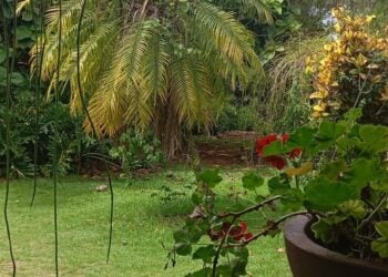 Um refúgio urbano onde natureza e convivência se encontram no mesmo ritmo.. Foto: Divulgação.