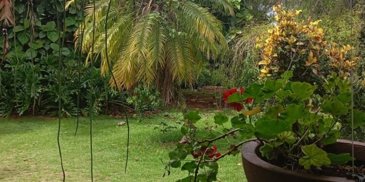 Um refúgio urbano onde natureza e convivência se encontram no mesmo ritmo.. Foto: Divulgação.