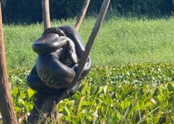 Cena reforça importância da preservação dos habitats naturais. Foto: PMM.