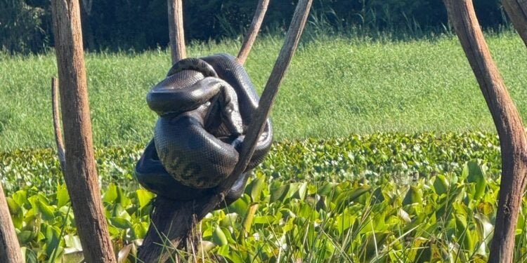 Cena reforça importância da preservação dos habitats naturais. Foto: PMM.
