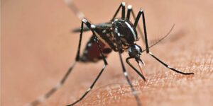 Paraná reforça combate à dengue diante de risco de novos surtos