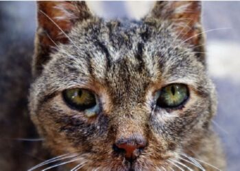 Esporotricose é transmitida principalmente por gatos infectados. Foto: PMFI.