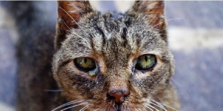 Esporotricose é transmitida principalmente por gatos infectados. Foto: PMFI.