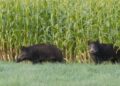 Espécie invasora causa prejuízos em lavouras e ameaça rebanhos. Foto: Sistema Faep.