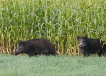 Espécie invasora causa prejuízos em lavouras e ameaça rebanhos. Foto: Sistema Faep.