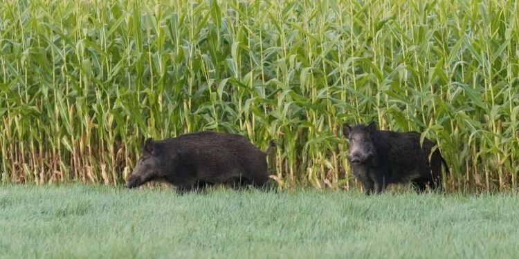 Espécie invasora causa prejuízos em lavouras e ameaça rebanhos. Foto: Sistema Faep.