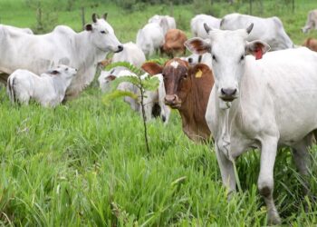 Falta de atualização impede transporte e comercialização de animais. Foto: Arnaldo Alves/Arquivo AEN