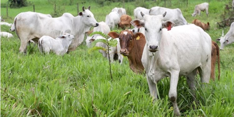 Falta de atualização impede transporte e comercialização de animais. Foto: Arnaldo Alves/Arquivo AEN