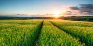 Cevada avança no Paraná e redesenha a economia das lavouras de inverno
