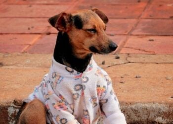 Foto; Divulgação.