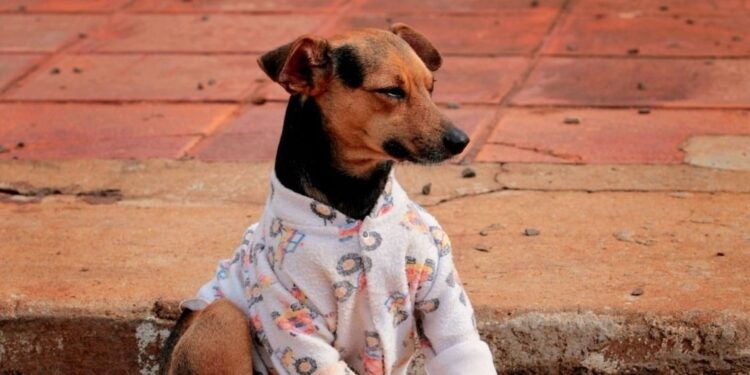 Foto; Divulgação.