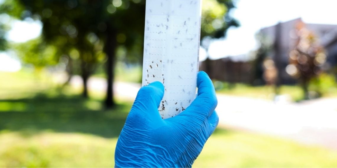 Câmara cobra dados sobre Método Wolbachia em Foz