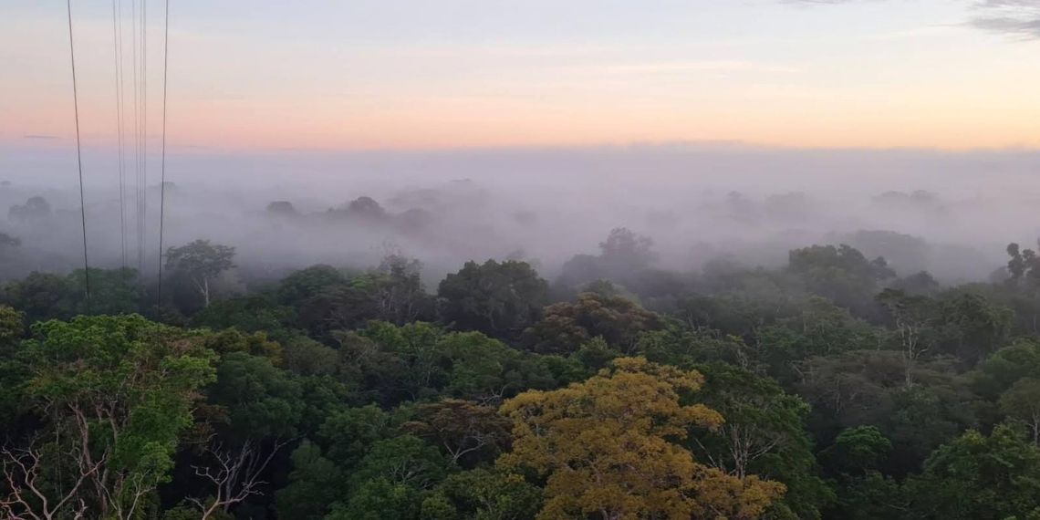 Neblina amazônica ajuda no equilíbrio climático da floresta