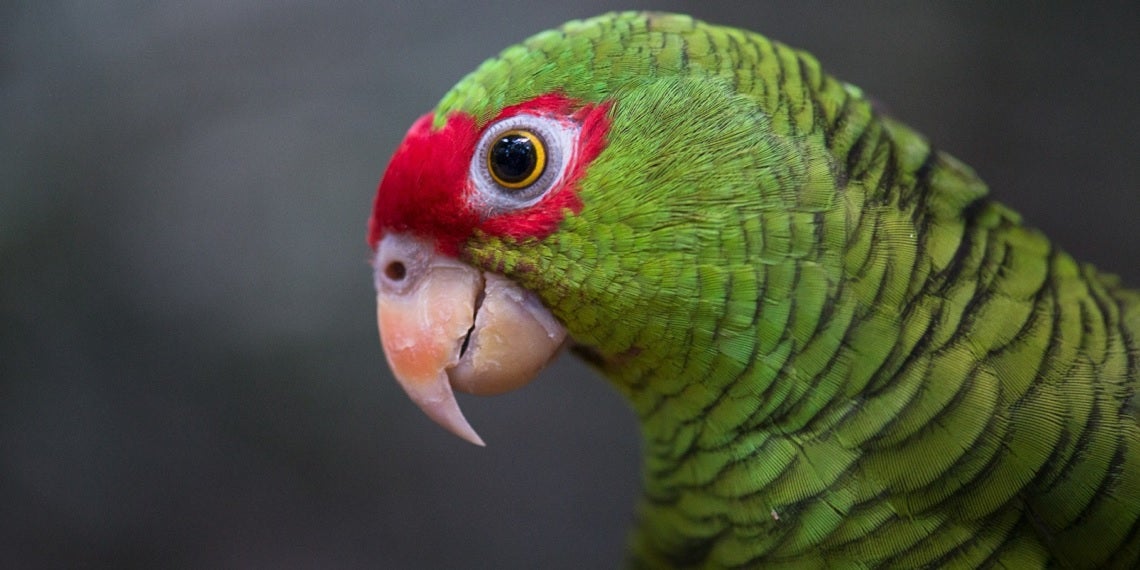 Parque das Aves destaca papagaios ameaçados