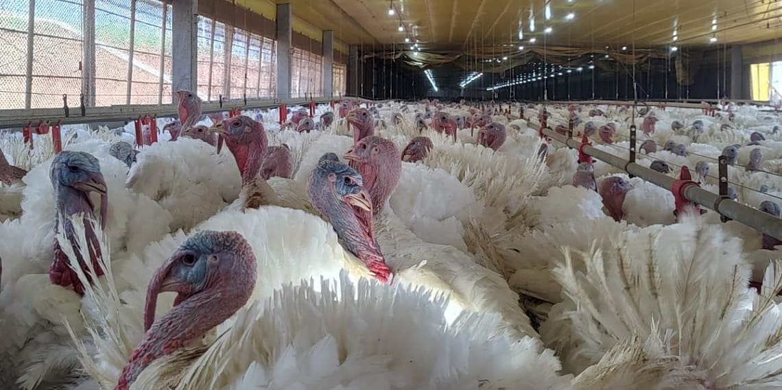 Faturamento da carne de peru dispara, enquanto produtores cobram apoio