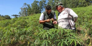 UEM e Sistema FAEP criam curso para formar técnicos do campo