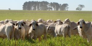 Agro paranaense bate recorde e gera R$ 212,6 bilhões em 2025