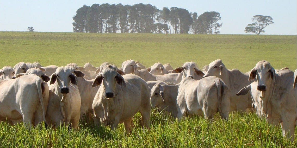 Agro paranaense bate recorde e gera R$ 212,6 bilhões em 2025