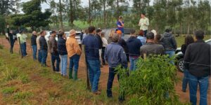 Conhecimento e gestão impulsionam a pecuária no Norte Pioneiro