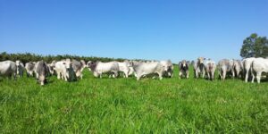 China abre novas oportunidades para a pecuária do Paraná