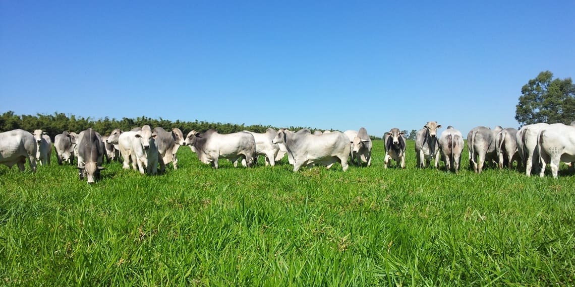 China abre novas oportunidades para a pecuária do Paraná