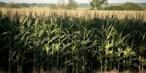 Seguro rural: manejo do solo amplia subvenção no Paraná