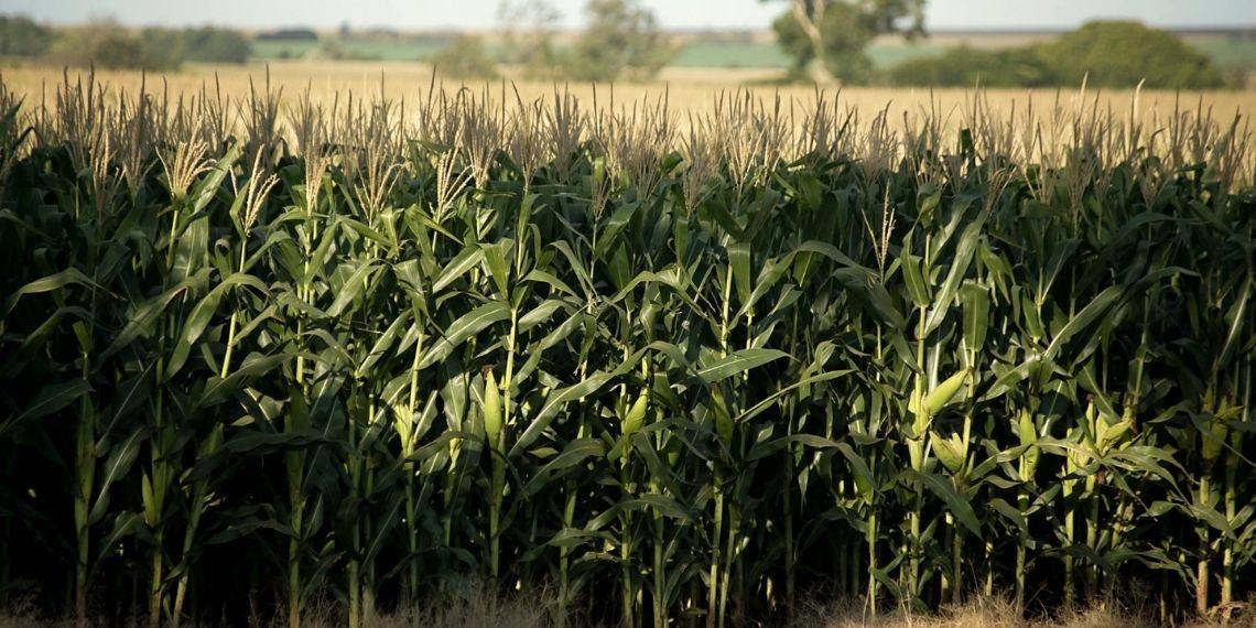 Seguro rural: manejo do solo amplia subvenção no Paraná