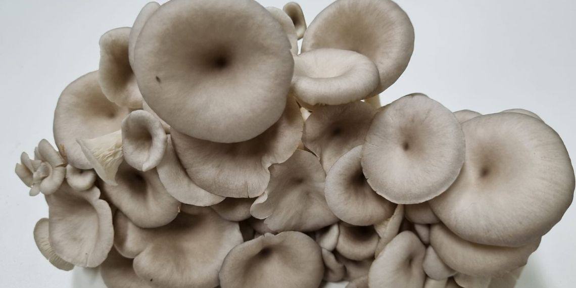 Estudo da UNILA usa resíduos orgânicos no cultivo de cogumelos