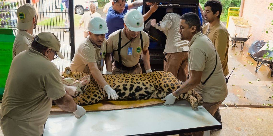 Onça-pintada resgatada está sob cuidados da Refúgio da Itaipu