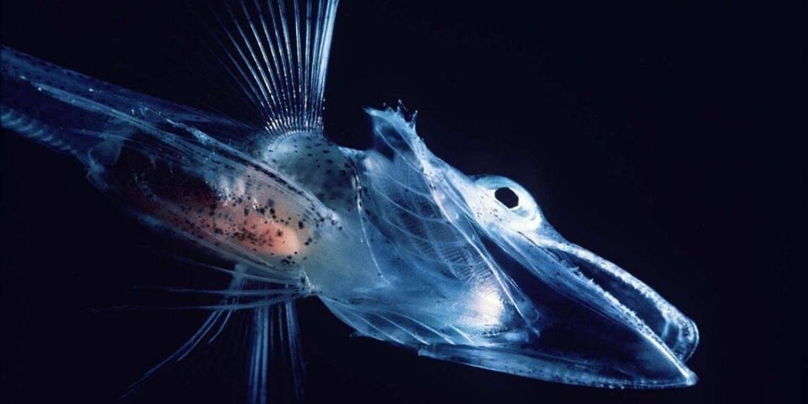 Como peixes dominaram o oceano mais frio da Terra