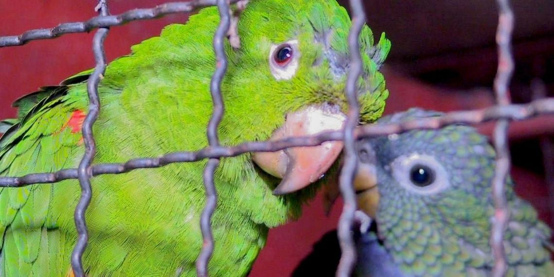 Câmara questiona ações contra tráfico de animais em Foz