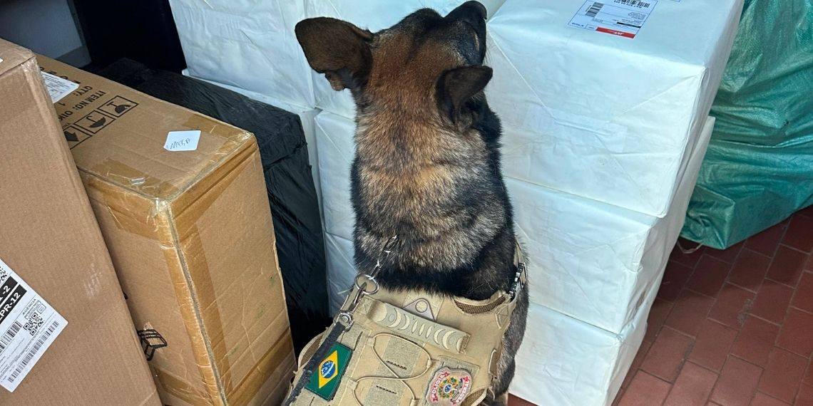 PF apreende 130 kg de maconha com cães farejadores