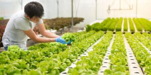 Projeto-piloto do Paraná qualifica produção hidropônica