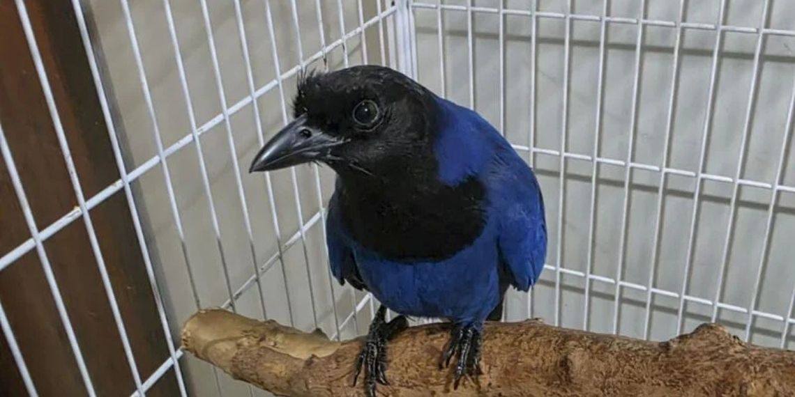 Gralha-azul resgatada reforça conservação em Curitiba