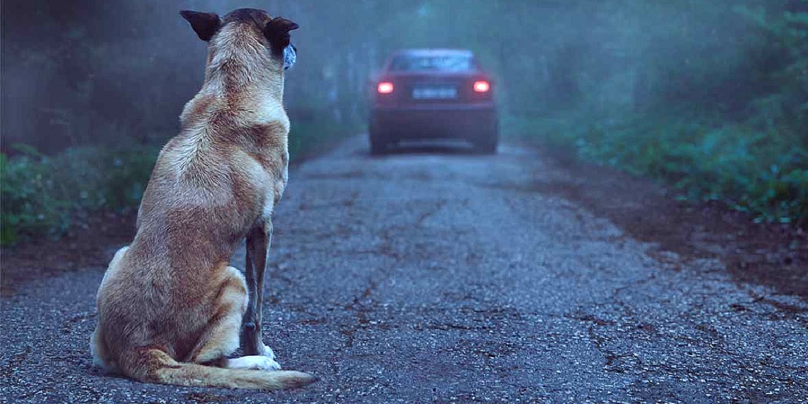 Câmara aprova suspensão da CNH por abandono de animal