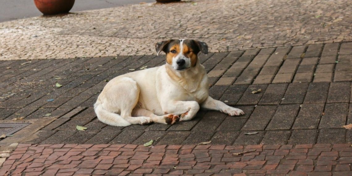 Câmara questiona atendimento a animais feridos em Foz