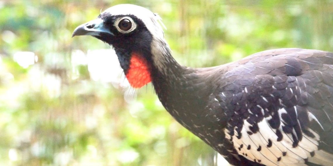 Jacutingas do Parque das Aves são enviadas para reforçar espécie